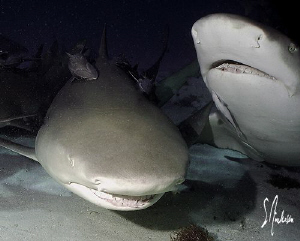 Two Lemon Sharks undecided as to who will get the bait. T... by Steven Anderson 